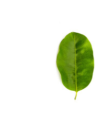 Tropical Bullet wood leaf isolated with clipping path on white background