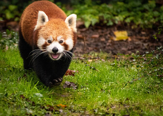 red panda 
