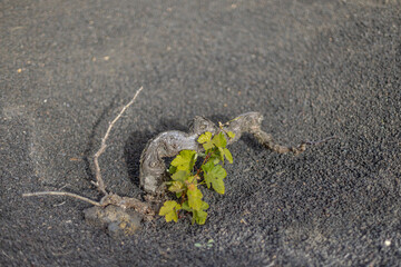 Vine plant in Lanzarote, Canary Islands, Spain.