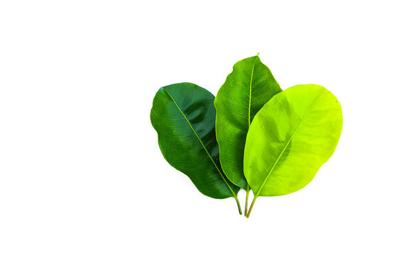 Tropical Bullet wood leaf isolated with clipping path on white background