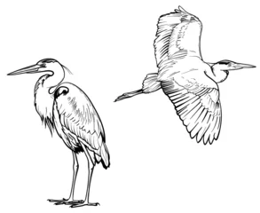 Foto op Plexiglas Reiger schets. Vectorillustratie van vogels geïsoleerd op een witte achtergrond. © Vasili