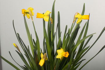 Yellow narcissus. Yellow daffodils in a pot. Close-up.