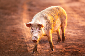 A dirty pig on a dirt-road in Northern Territory, Australia, at sunrise.
