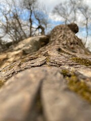 tree, nature, wood, forest, trunk, old, bark, root, green, branch, sky, park, trees, plant, brown, texture