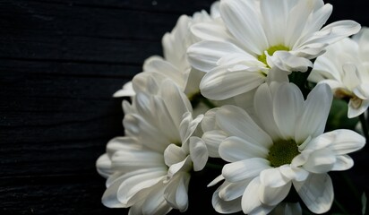 white chrysanthemum flower