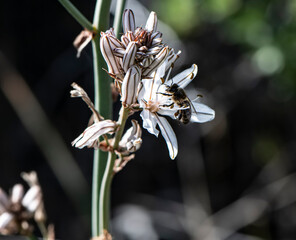 Abeja en flor blanca