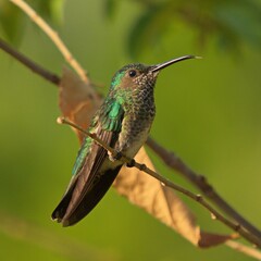 Colibrí de Minca