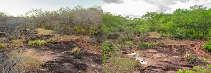 Tafelkleed Caatinga landschapsverschil tussen het droge seizoen en het regenseizoen - voor en na foto& 39 s (Oeiras, staat Piaui, Brazilië) © Helissa