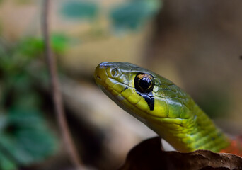 closeup snake head and tunk on ground in the wild.