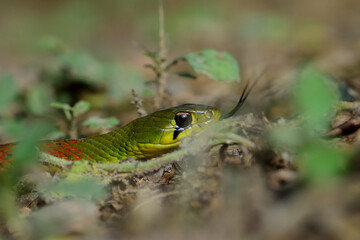 danger snake on ground in the forest.