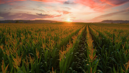 AERIAL: Endless maize field is sprawling across the tranquil countryside. - obrazy, fototapety, plakaty