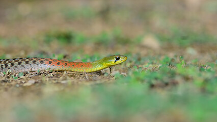 closeup danger snake on ground,it is looking for amphibian prey in rainy season.