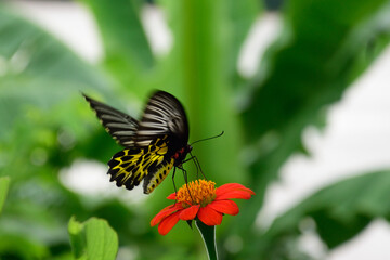 butterfly on flower