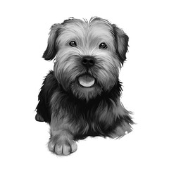 Border Terrier dog  illustration isolated on white background. United kingdom origin fox and vermin hunting dog. Cute pet hand drawn portrait. Graphic clip art design for web, print.