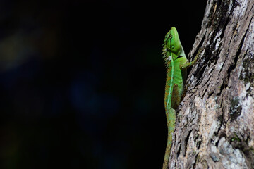green lizard perched on branch tree in the wild.