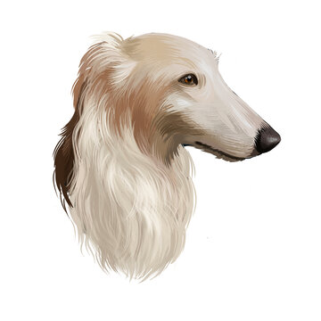 Borzoi, Russian wolfhound, Russian Hunting Sighthound dog  illustration isolated on white background. Russian origin hunting dog. Cute pet hand drawn portrait. Graphic clip art design.