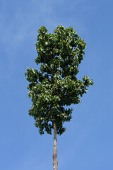 tropical broadfleaf stand in the forest.