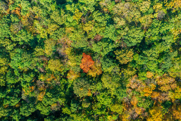 Aerial view beautiful autumn forest. Landscap photo mountain filled with leaves change color