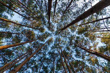Bottom view of pine trees in a forest in the sunshine. big and tall pine tree with sunlight, in the forest, when looking up the blue sky. Thung Salaeng Luang National Park Thailand.