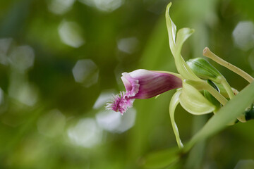 closeup Vanilla orchid in the garden