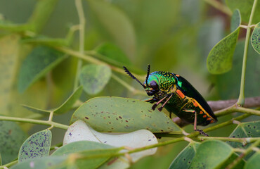 Jewely beetle on leaf in the wild