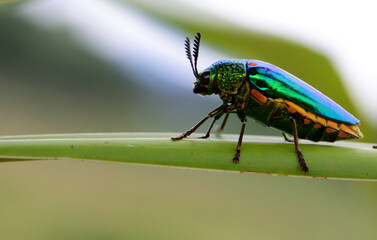 Naklejka premium Jewely beetle on branch tree,the emeral insect in nature.