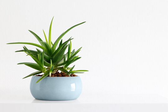 succulent plant in a teal pot on a white background in a light interior