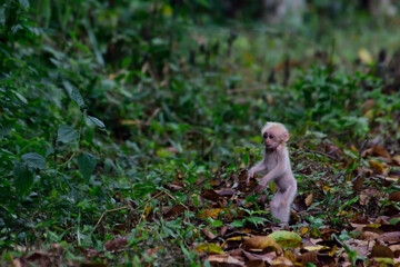 a juvenille of Stum tailed monkey in the wild near the road site.