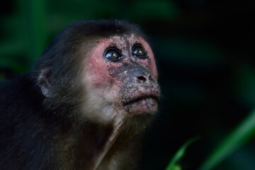 closeup head of Wild Monkey in tropical jungle,rare endanger species of primate in Thailand