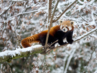 Red panda on a tree in the winter forest