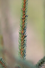 Young fir in spring time.