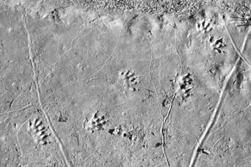 black and white background