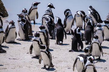 Boulders Beach in Simons Town, Cape Town, South Africa. Beautiful penguins. Colony of African penguins on a rocky beach in South Africa. 