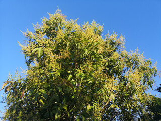 Obraz premium flower mango blooming bush tree texture nature green leaves background Bark trunk rough surface texture plant and white cloud blue sky