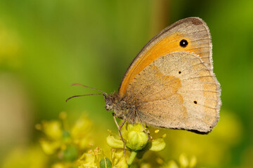 Großes Ochsenauge auf der Weinraute