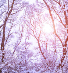 Panorama. Beautiful Winter landscape scene background wit snow covered trees and ice river. Sunny winter backdrop. Wonderland. Frosty trees in snowy forest. Tranquil winter nature in sunlight.