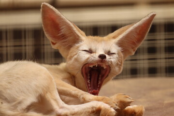 fennec fox