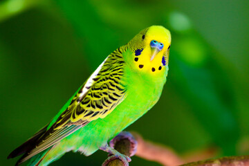 butterfly on a green leaf