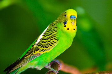 yellow and green parrot