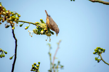 Naklejka premium bird on branch