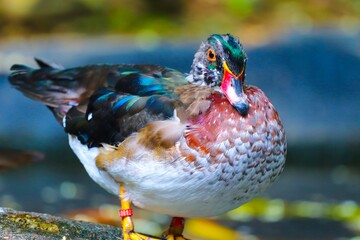 duck in the park