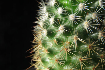 Cactus, succulent, thorns. Side 2