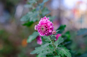 Spring flowers in a flower bed. Medicinal, decorative flowers. Chrysanthemum.