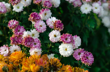 Spring flowers in a flower bed. Medicinal, decorative flowers. Chrysanthemum.