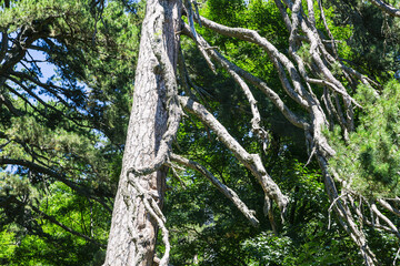 Fototapeta premium The Sila National Park