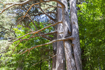 The Sila National Park