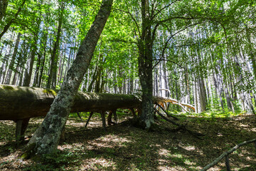 The Sila National Park