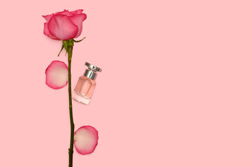 Pink rose and perfume bottle. Rose petals. On a pink background.