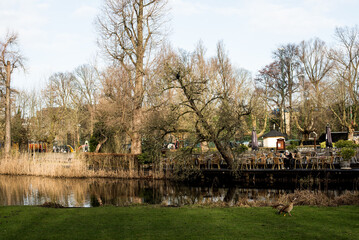 reflection in the pond in Vondel park 