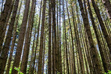 The Sila National Park